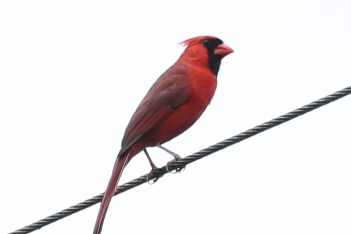 Northern Cardinal - Connie Yarbrough