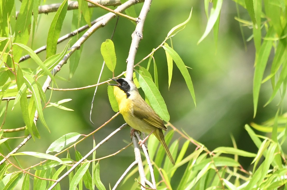 Common Yellowthroat - Teresa Mawhinney