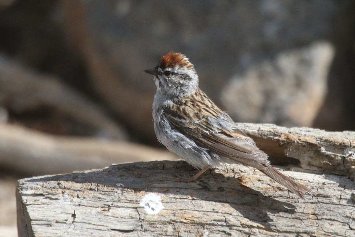 Chipping Sparrow - alan mauer