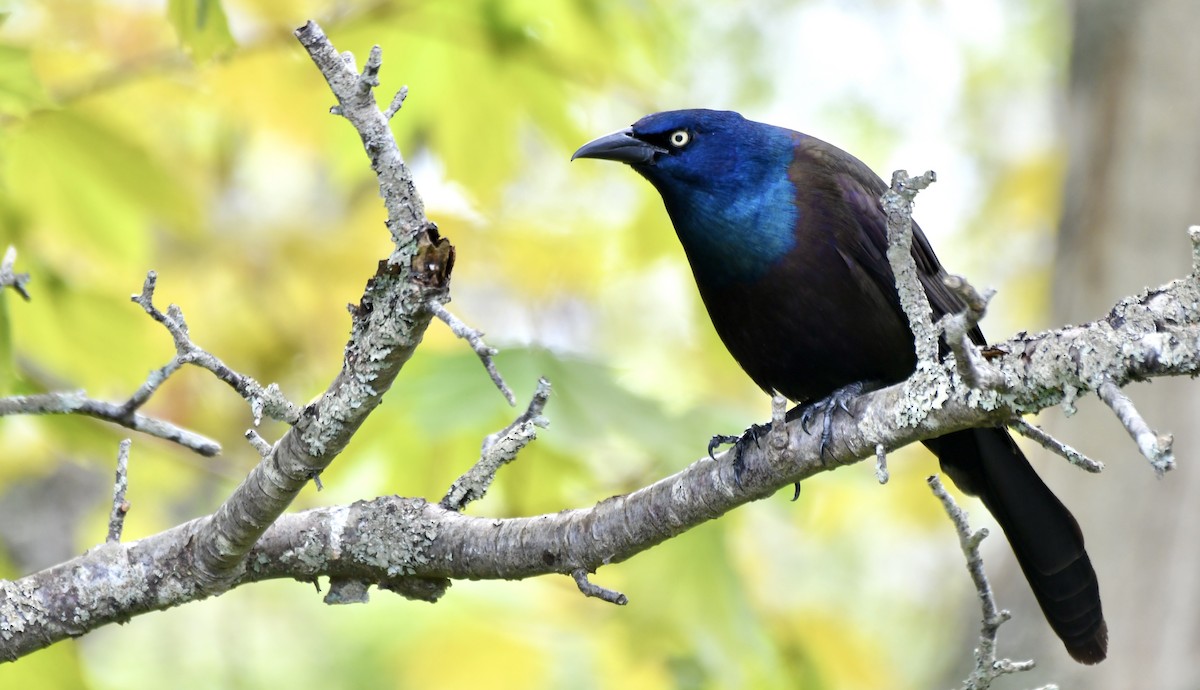 Common Grackle - Weston Barker