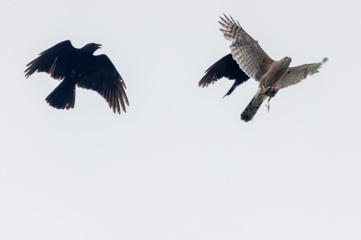 Cooper's Hawk - Jack Duffy