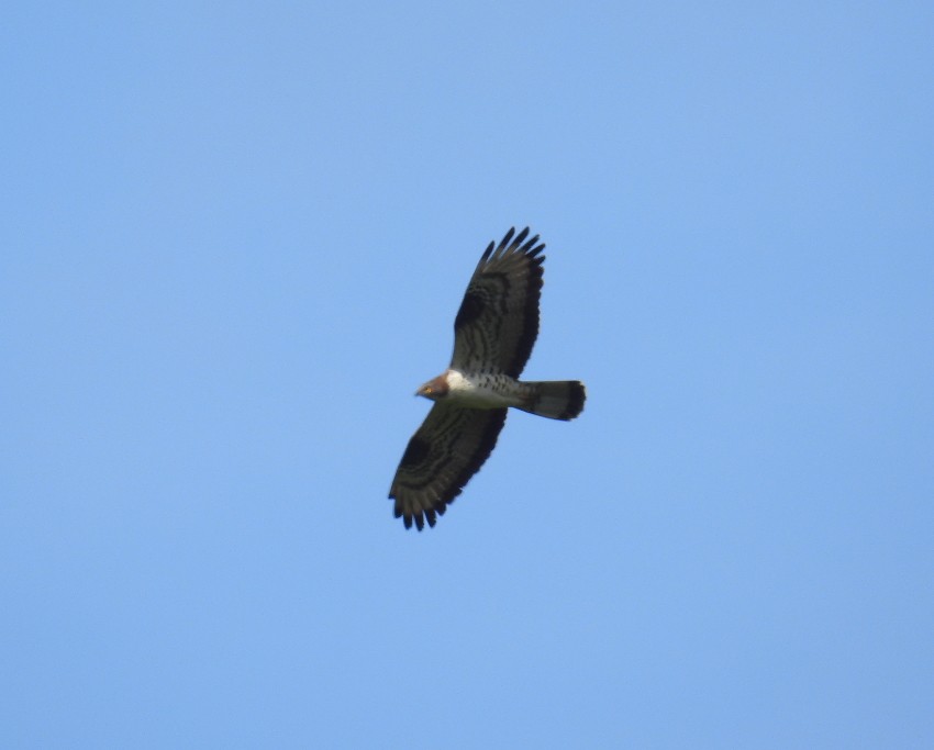 European Honey-buzzard - Ricardo Hevia