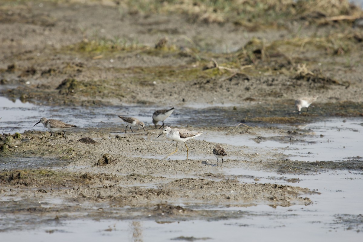 Marsh Sandpiper - Tarun Singh