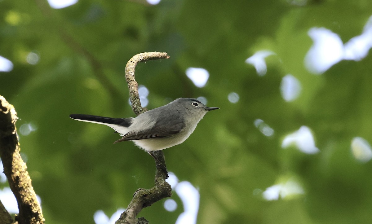 Blue-gray Gnatcatcher - Anne Bielamowicz