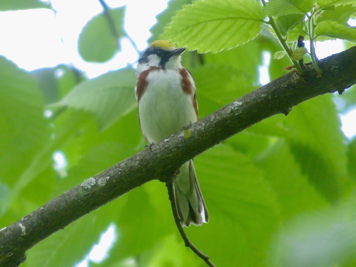 Chestnut-sided Warbler - Christine Cote