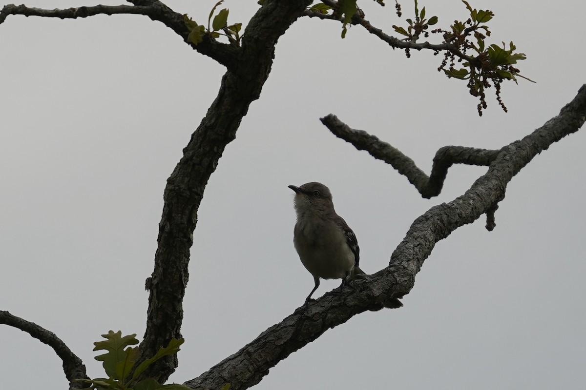 Northern Mockingbird - Bob Yankou