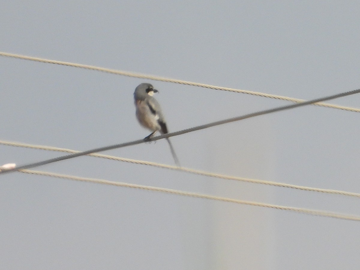 Iberian Gray Shrike - Ricardo Moral