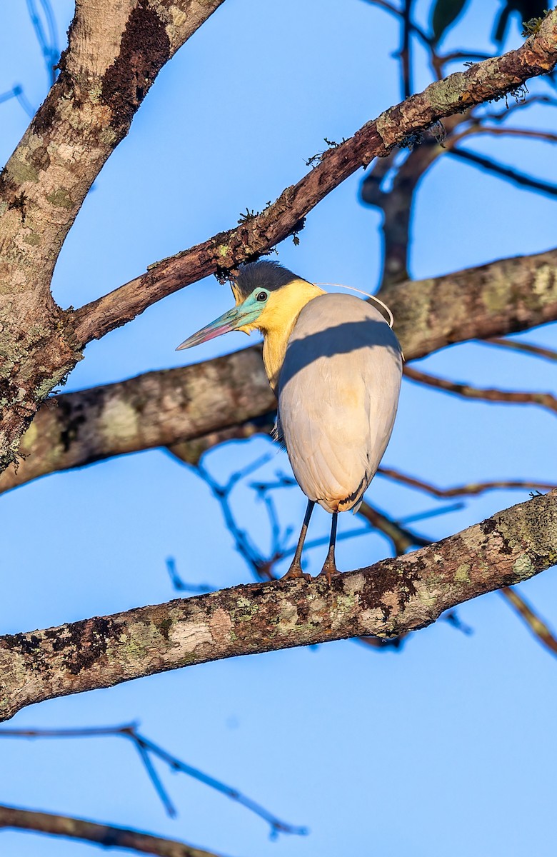 Capped Heron - Fernanda Fernandex