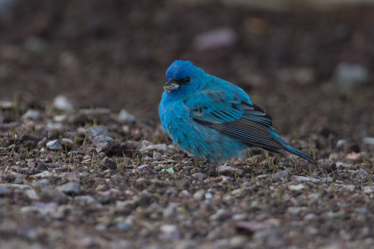 Indigo Bunting - ML619495017