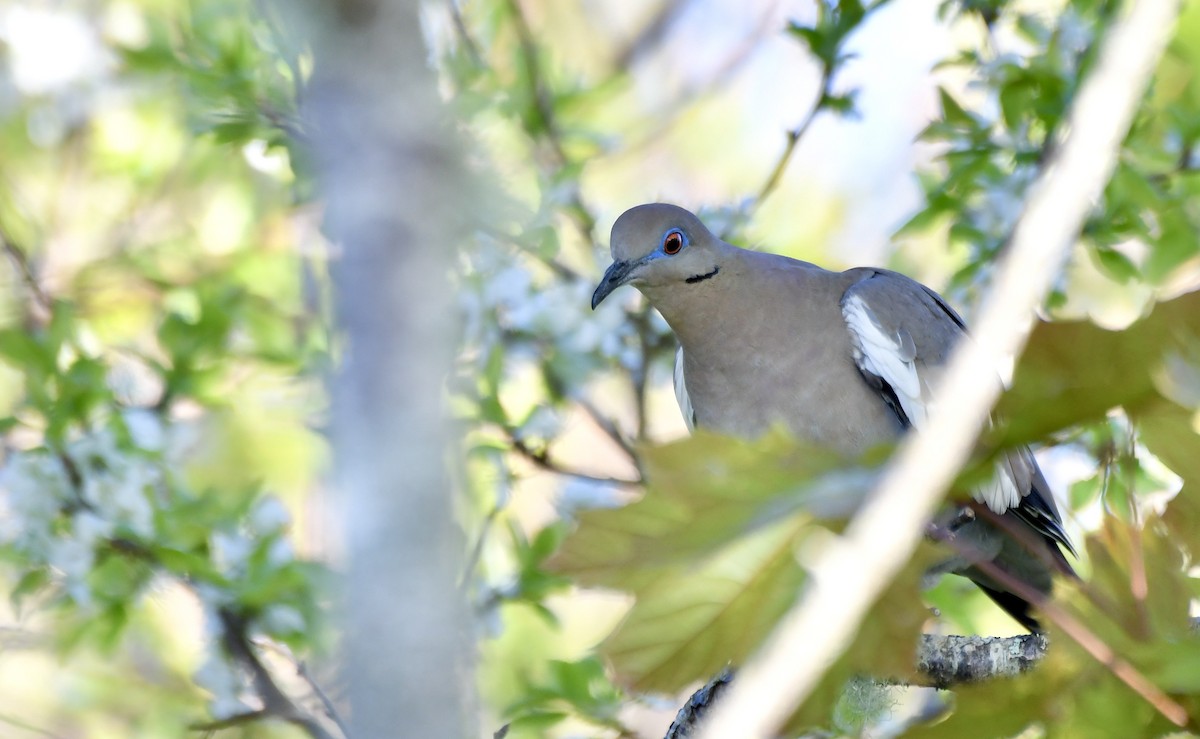 White-winged Dove - Weston Barker