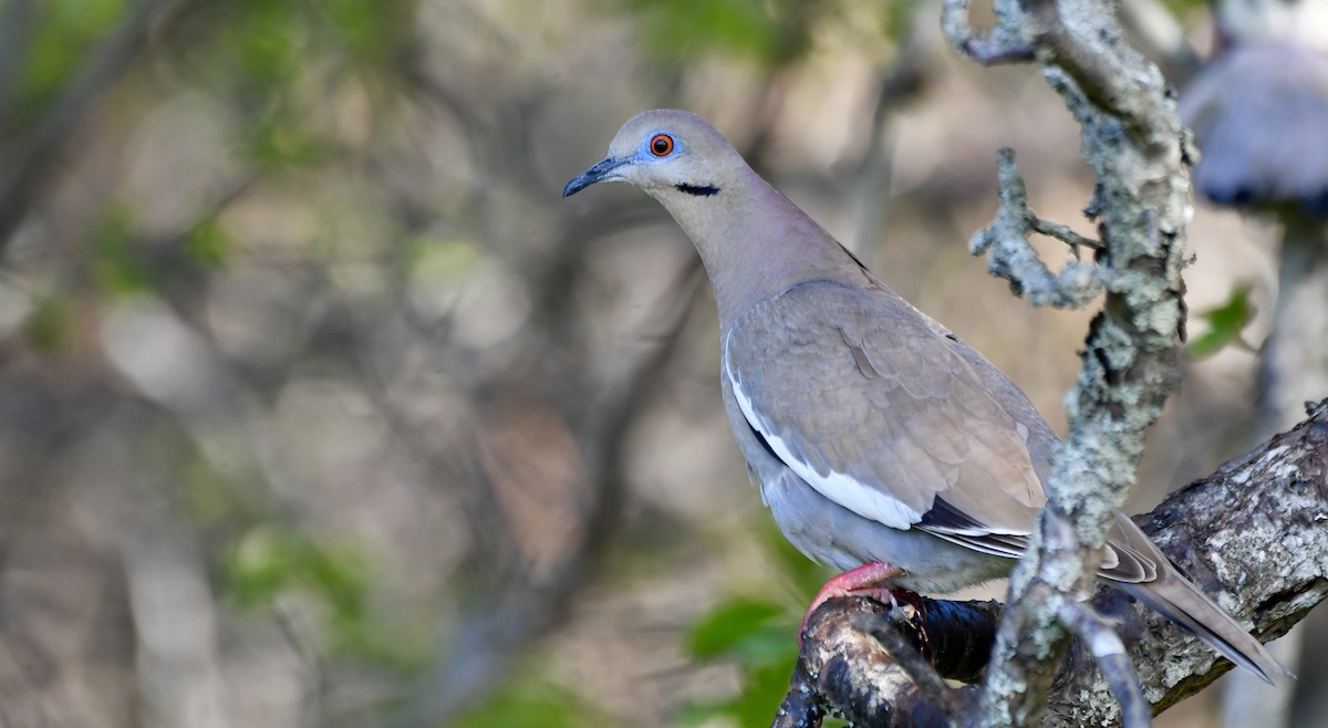 White-winged Dove - Weston Barker