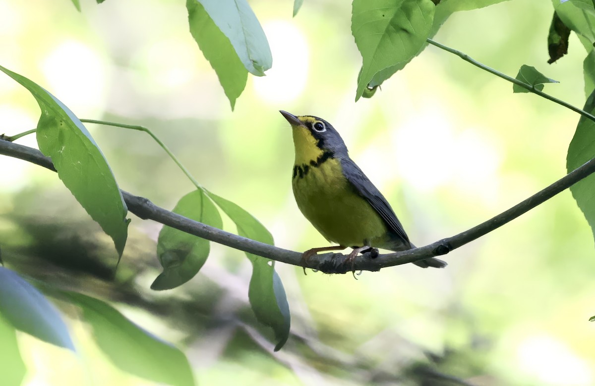 Canada Warbler - Anne Bielamowicz