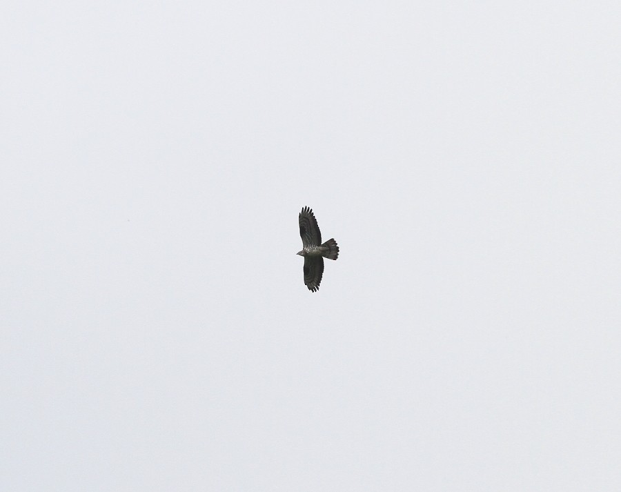 European Honey-buzzard - Ricardo Hevia