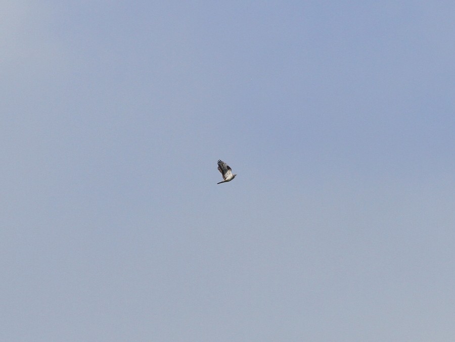 European Honey-buzzard - Ricardo Hevia