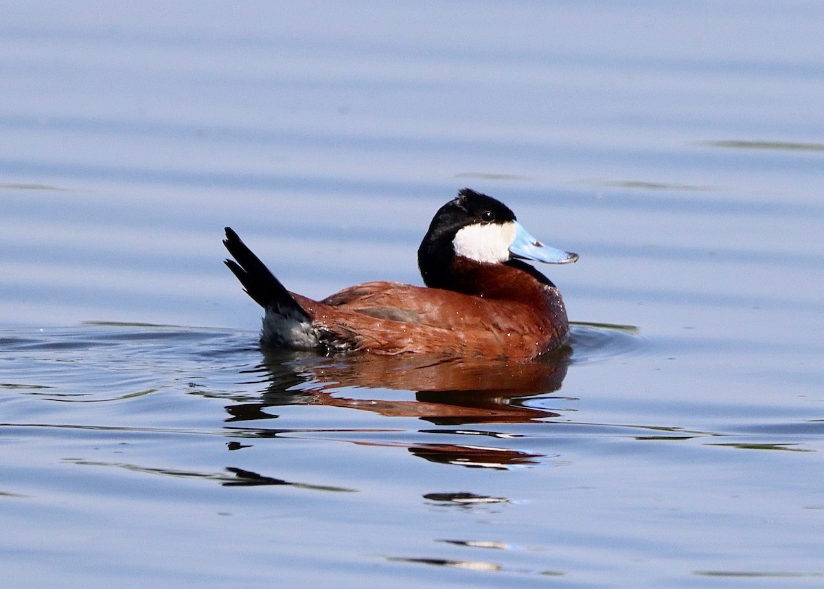 Ruddy Duck - Stephen Taylor