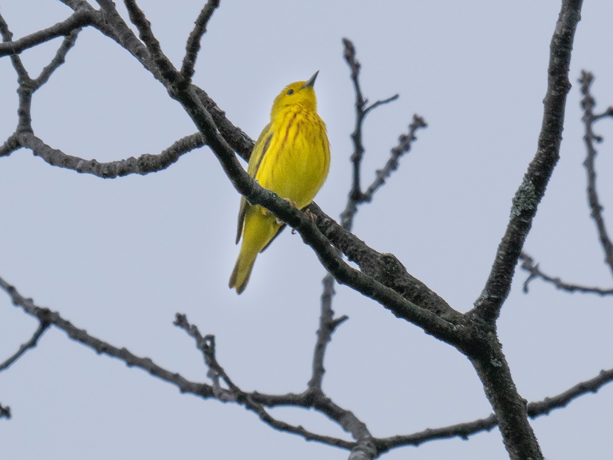 Yellow Warbler - Richard Leonard