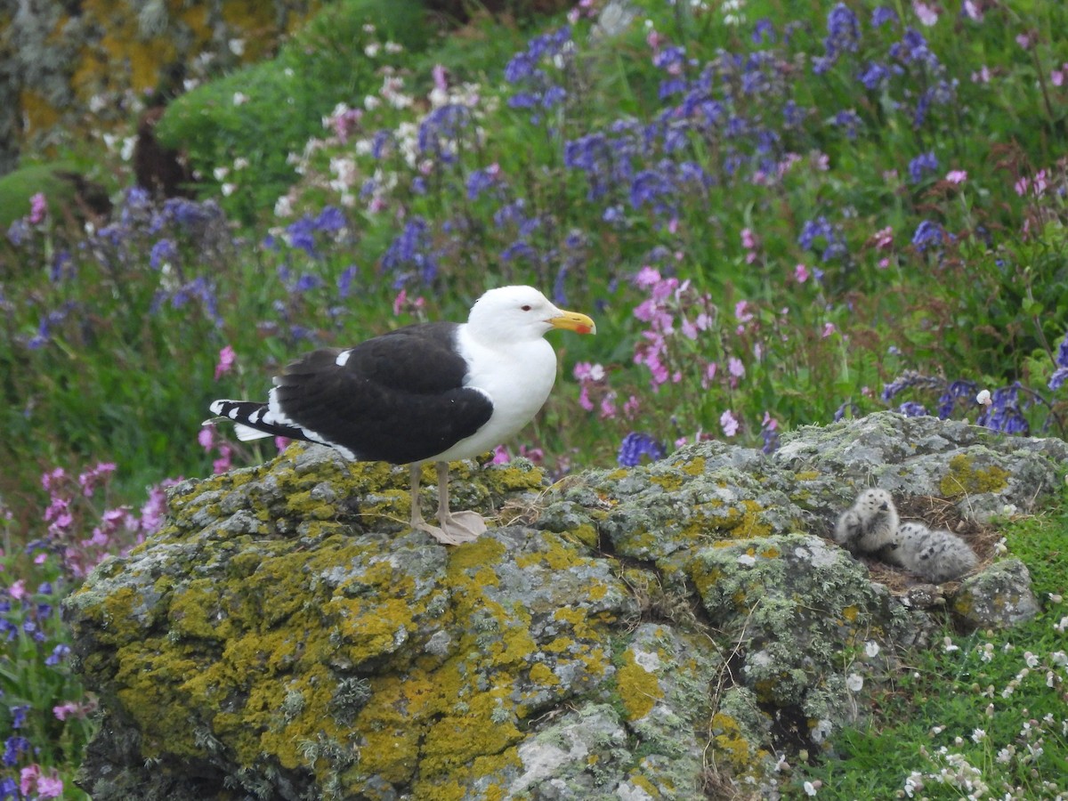 Great Black-backed Gull - Mark Smiles