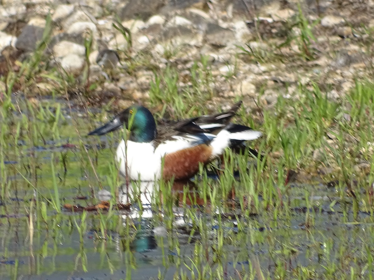 Northern Shoveler - Jim Walton