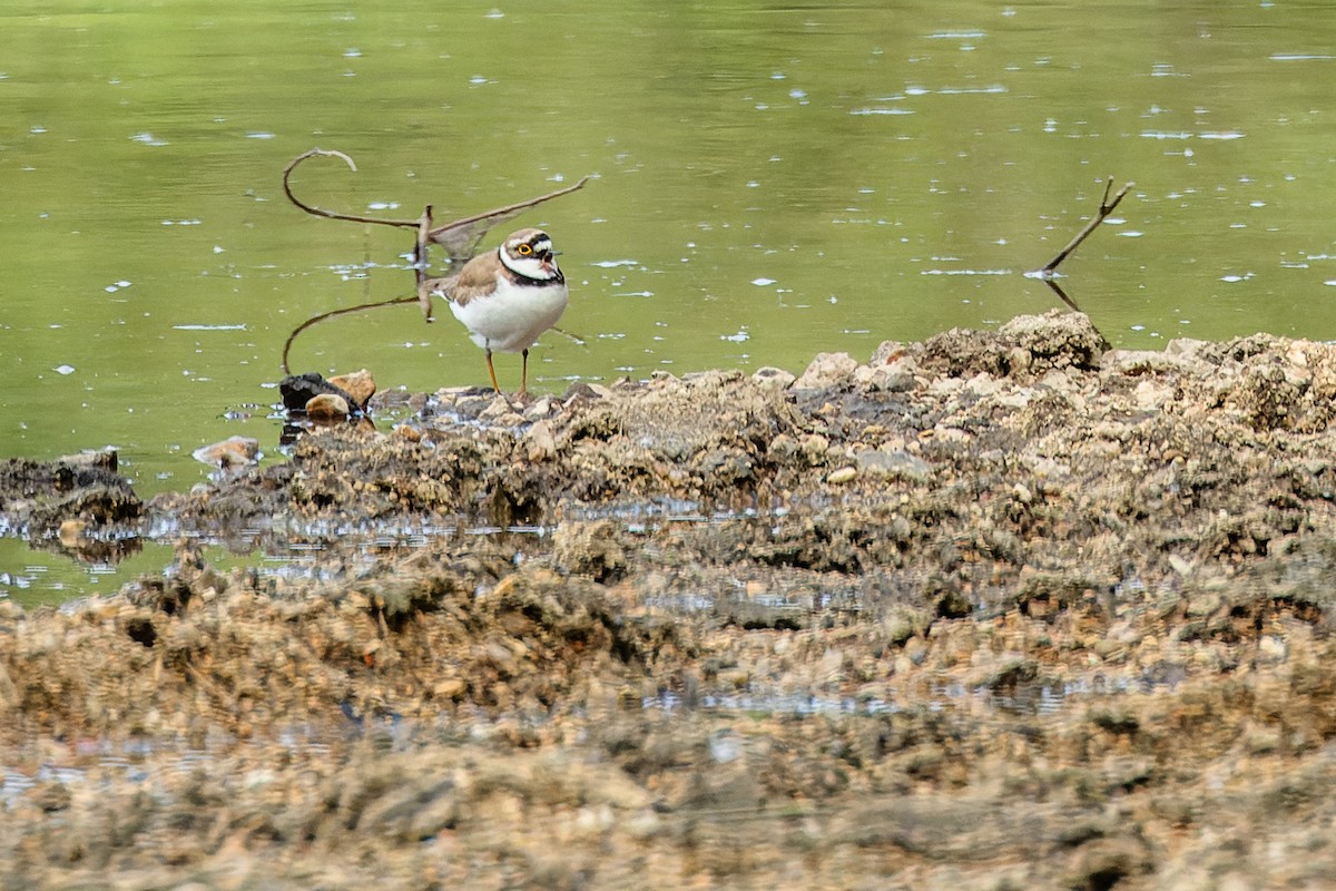 Little Ringed Plover - Gabi Uhrova