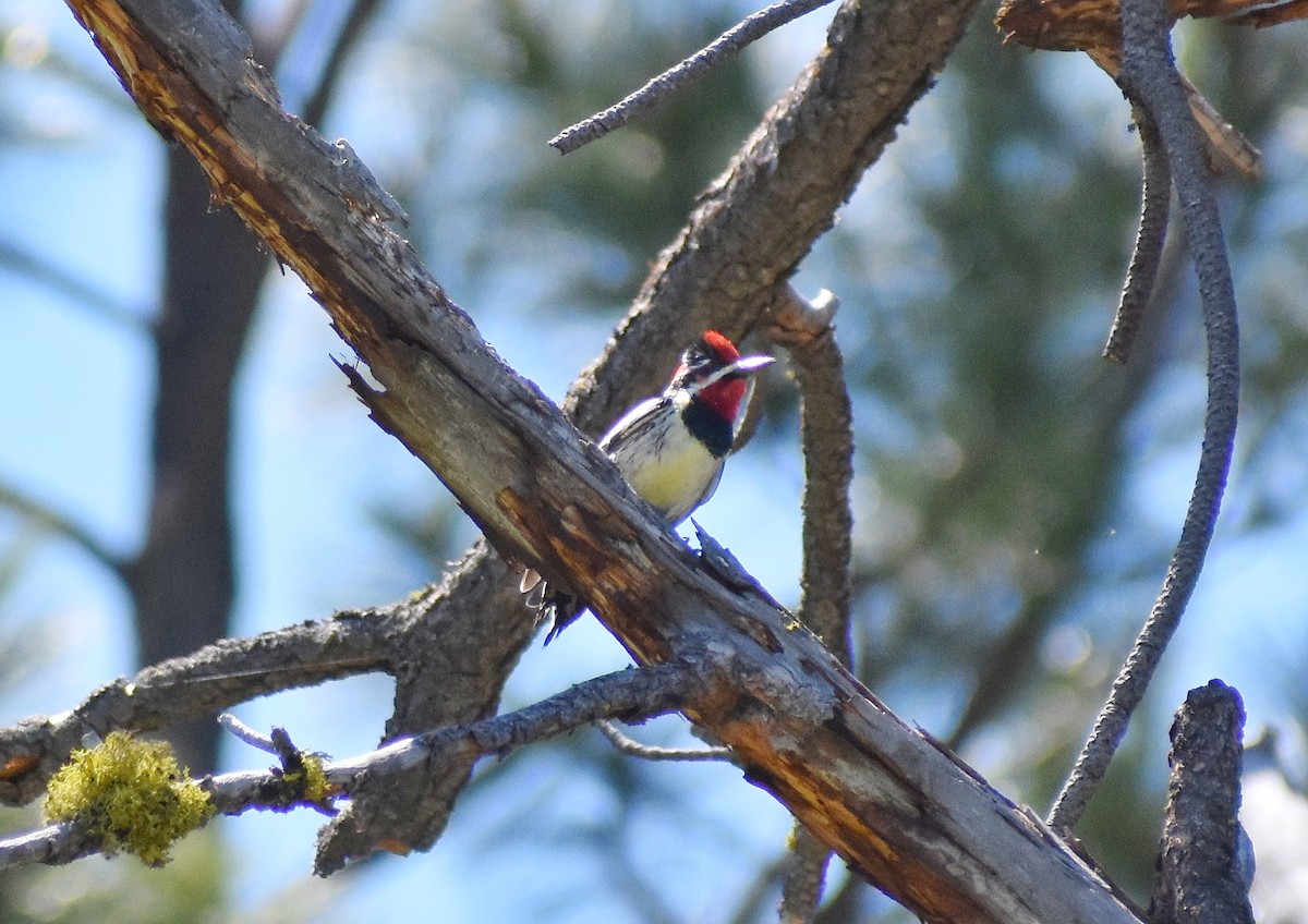 Red-naped Sapsucker - Philip Aguiar