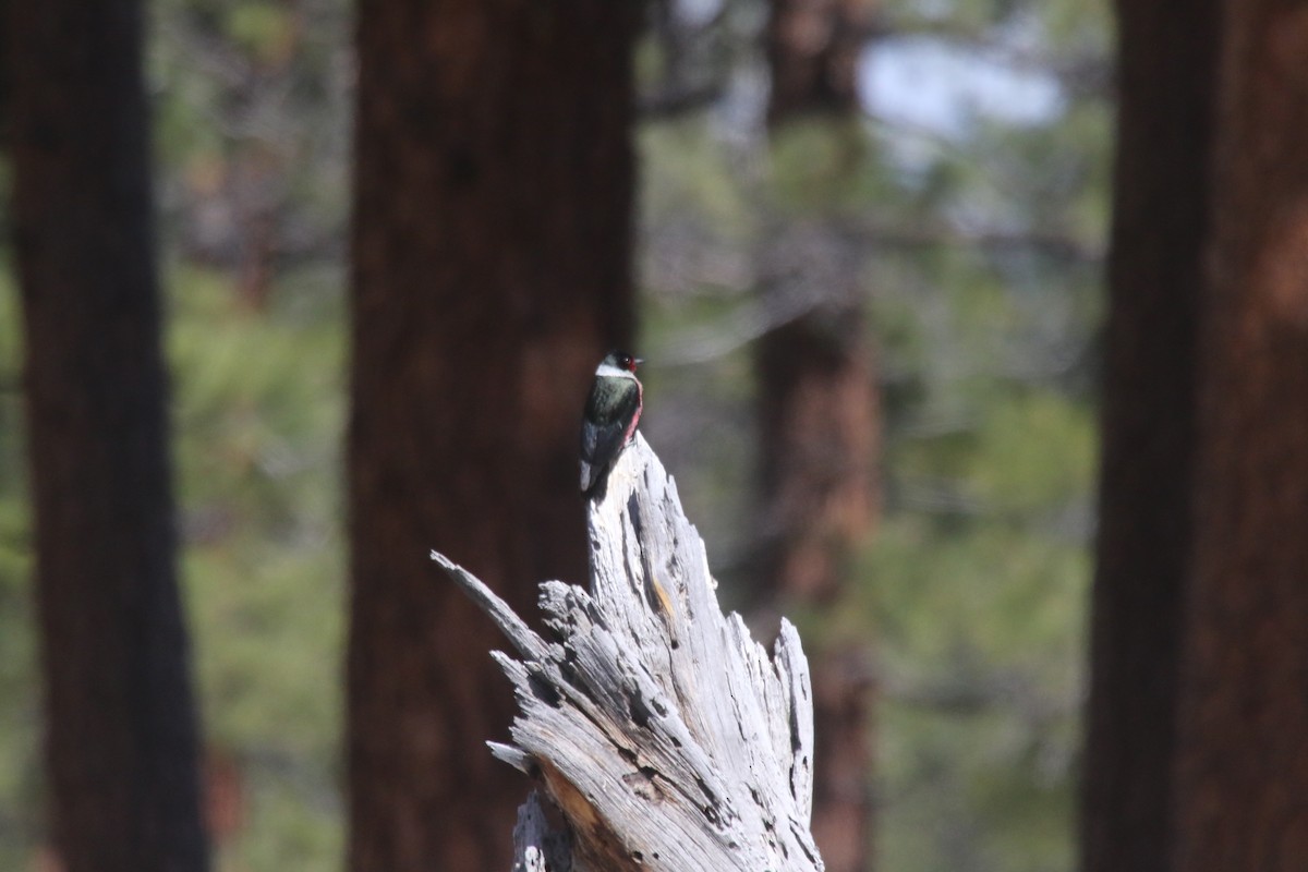 Lewis's Woodpecker - alan mauer