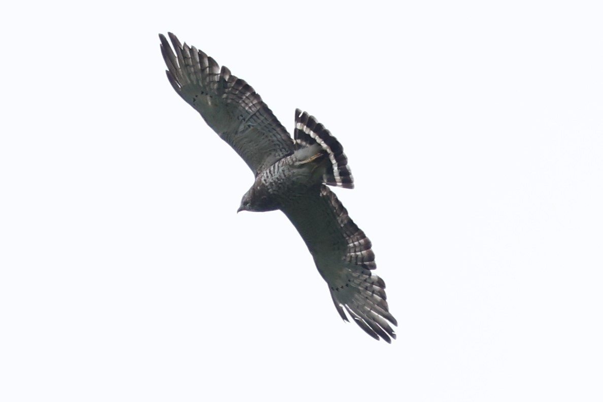 Broad-winged Hawk - Duane Yarbrough