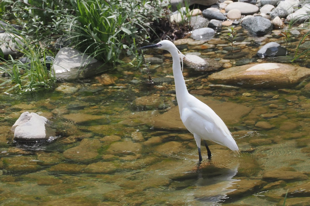 Little Egret - Donna Pomeroy