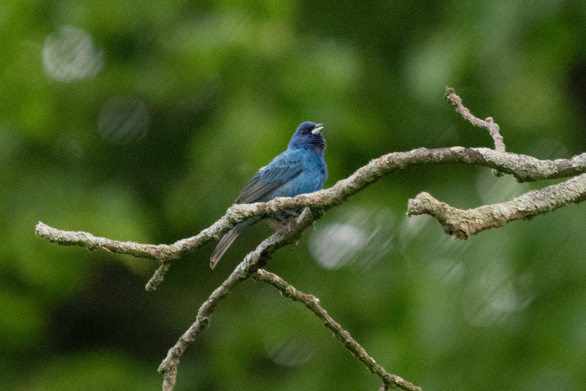 Indigo Bunting - Richard Leonard