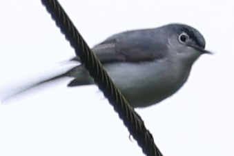 Blue-gray Gnatcatcher - Duane Yarbrough