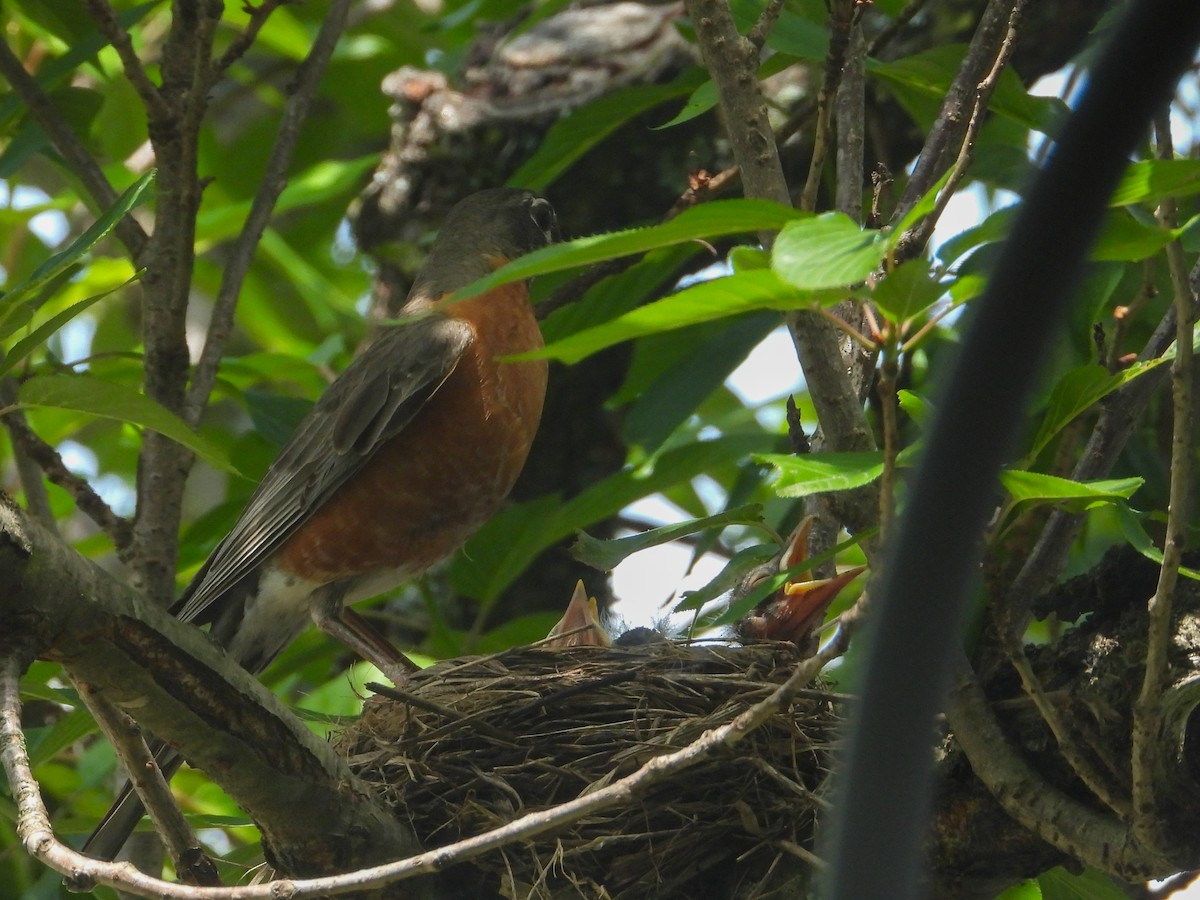 American Robin - Anonymous