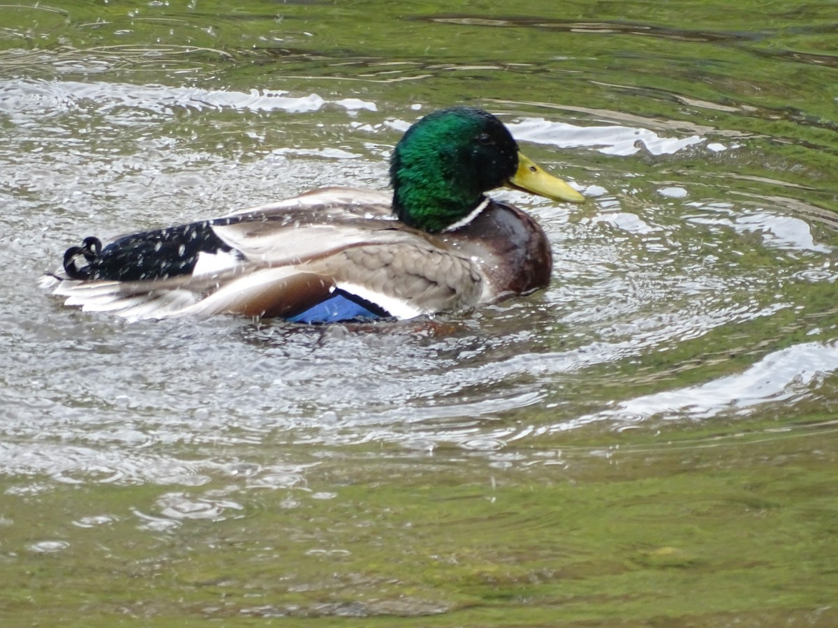 Mallard - Jim Walton