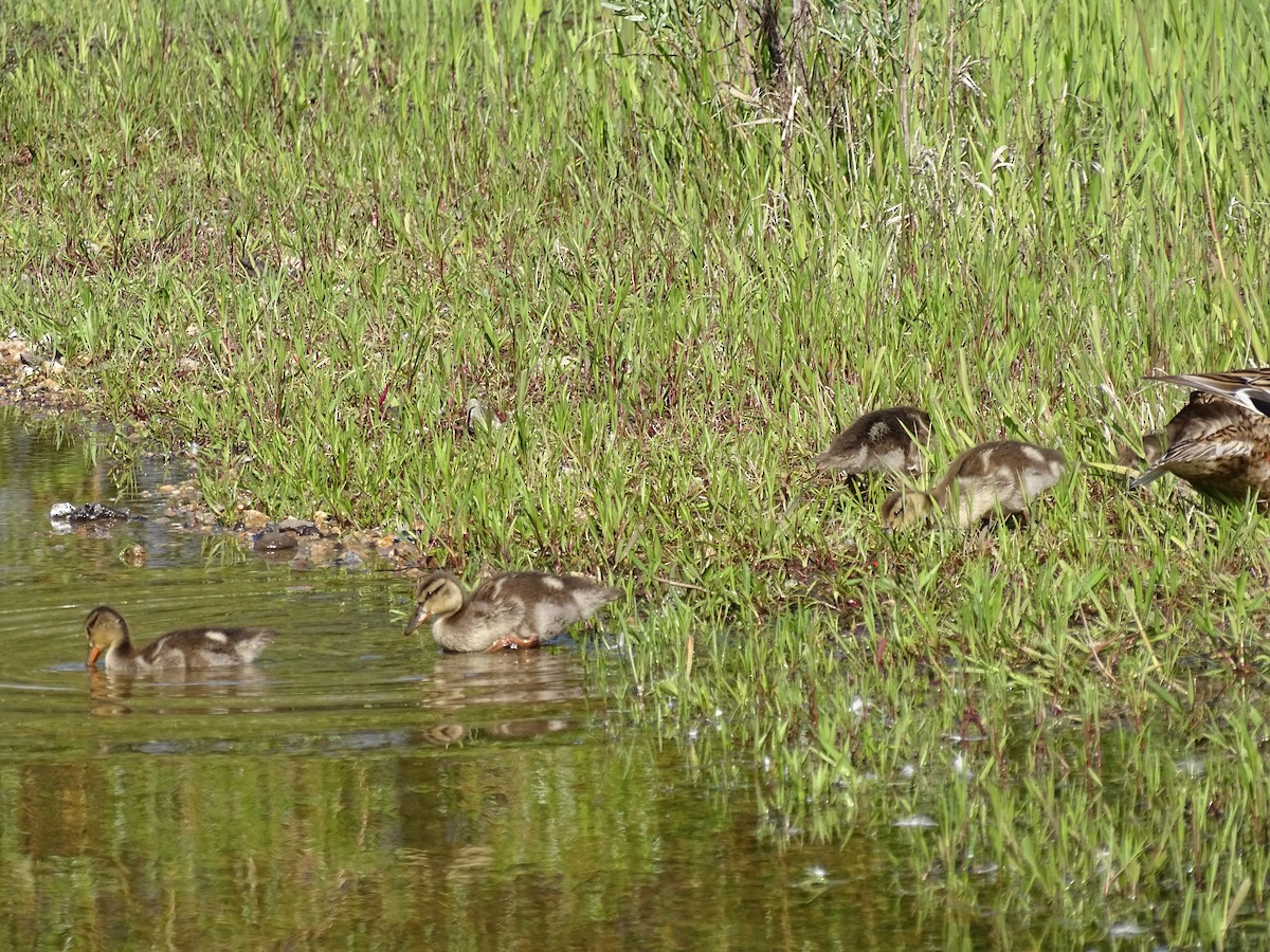 Mallard - Jim Walton