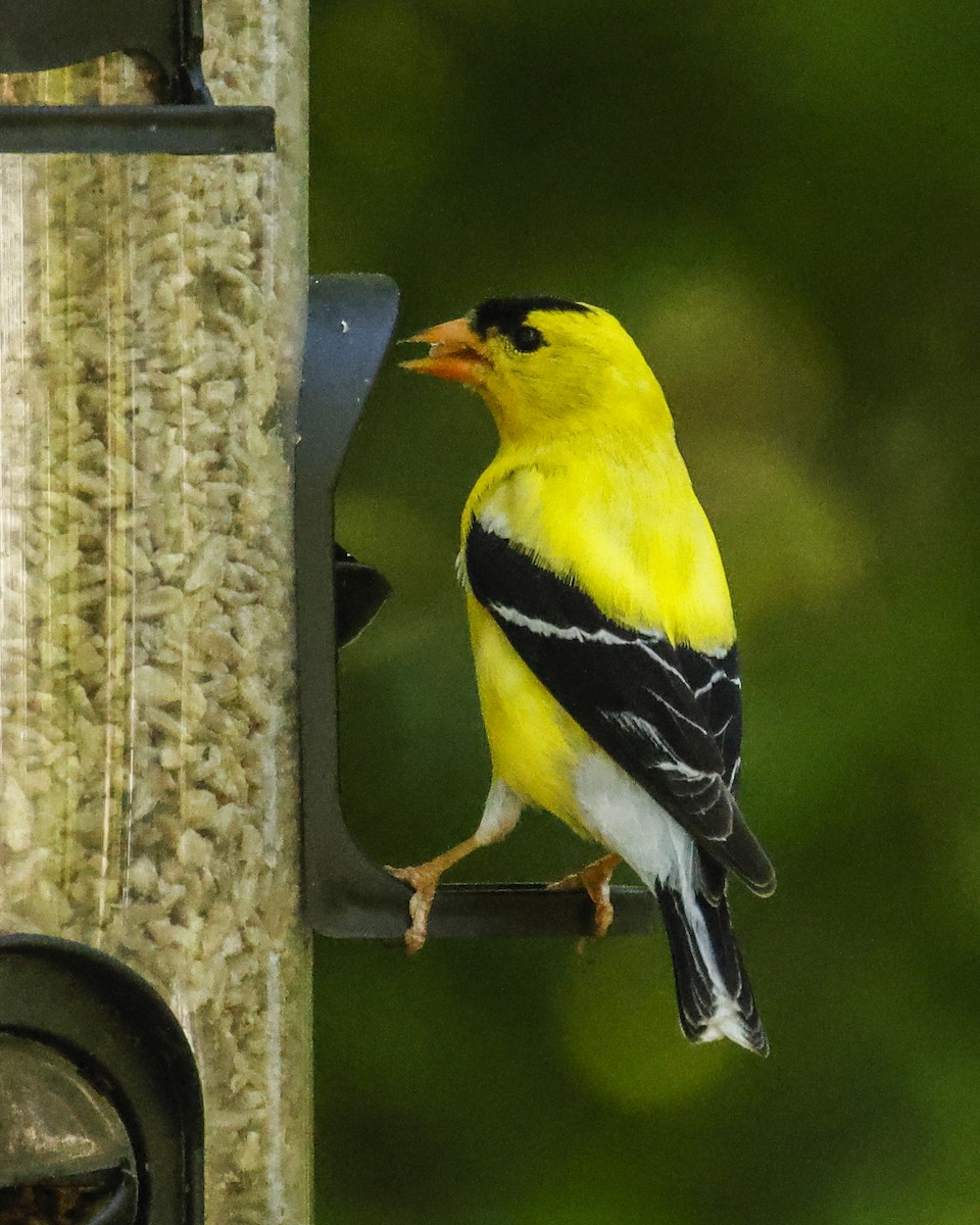 American Goldfinch - Pat Draisey