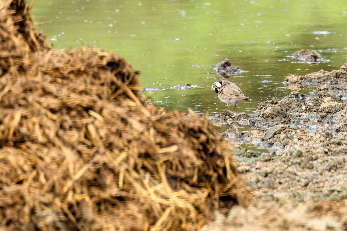 Little Ringed Plover - Gabi Uhrova