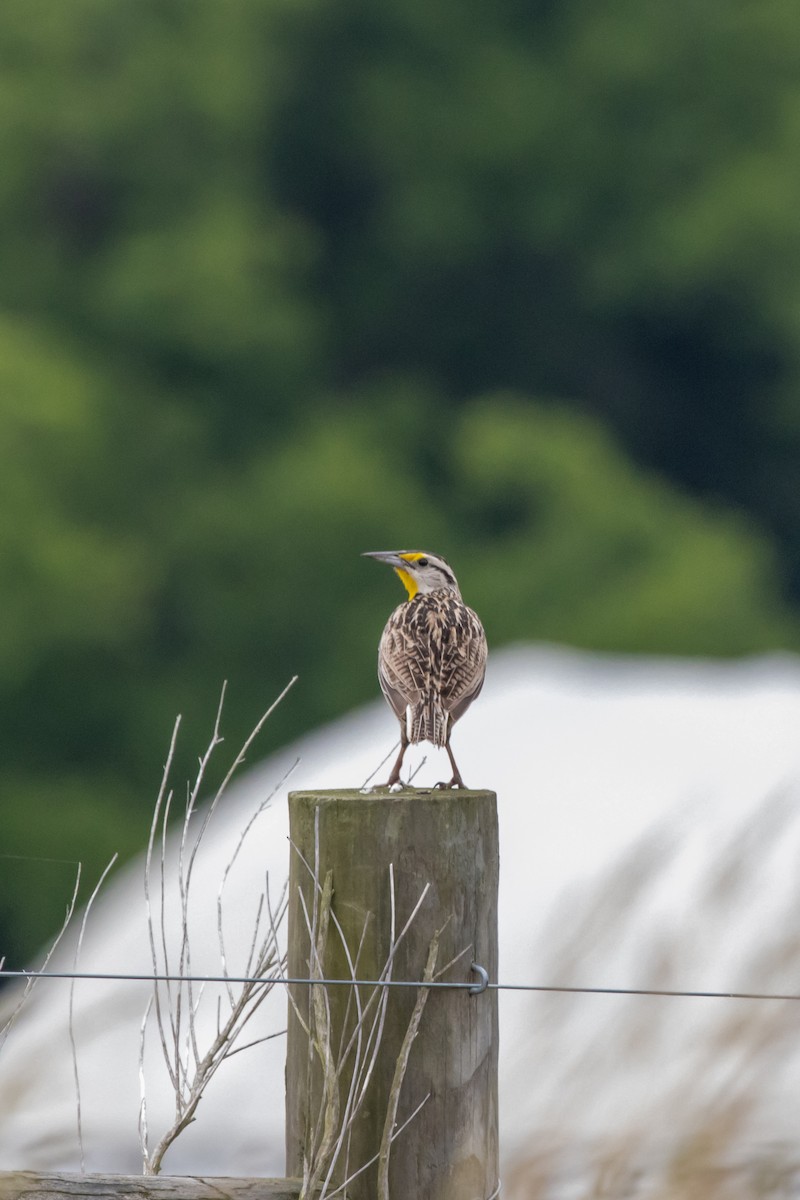 Eastern Meadowlark - Jack Duffy