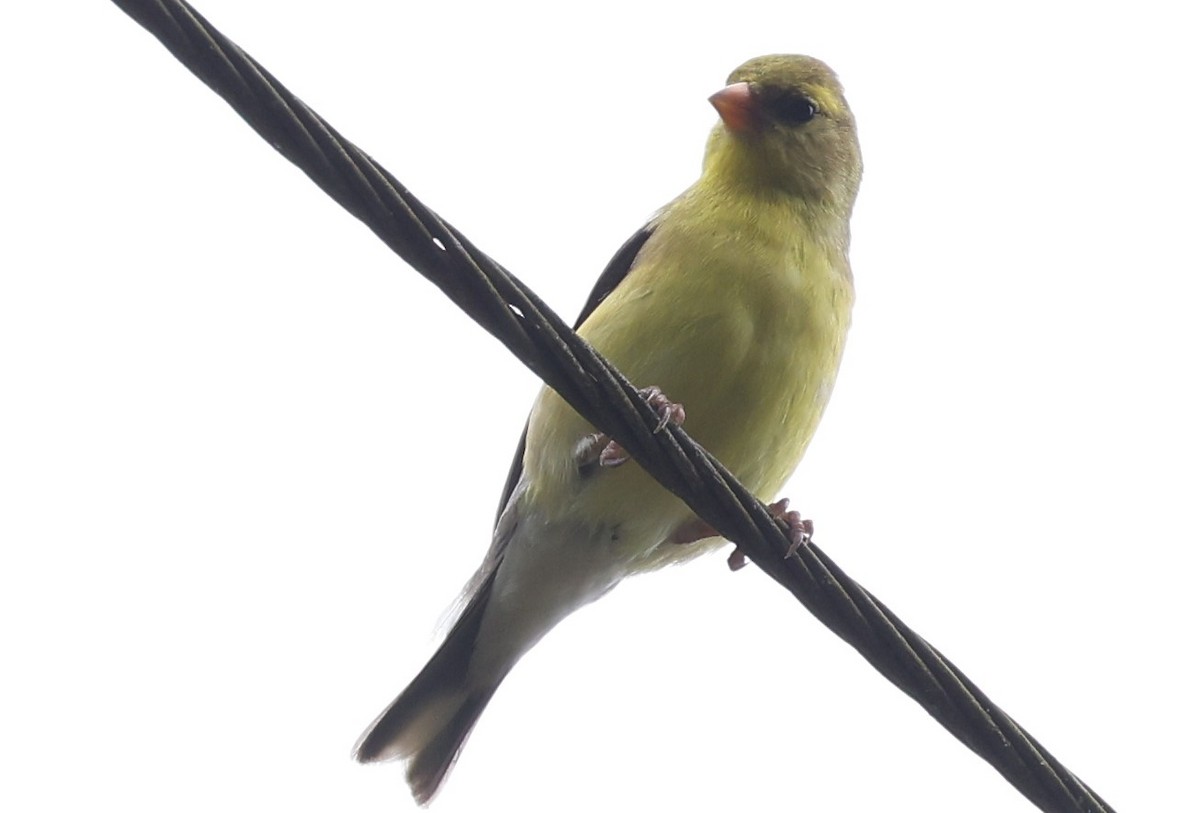 American Goldfinch - Duane Yarbrough