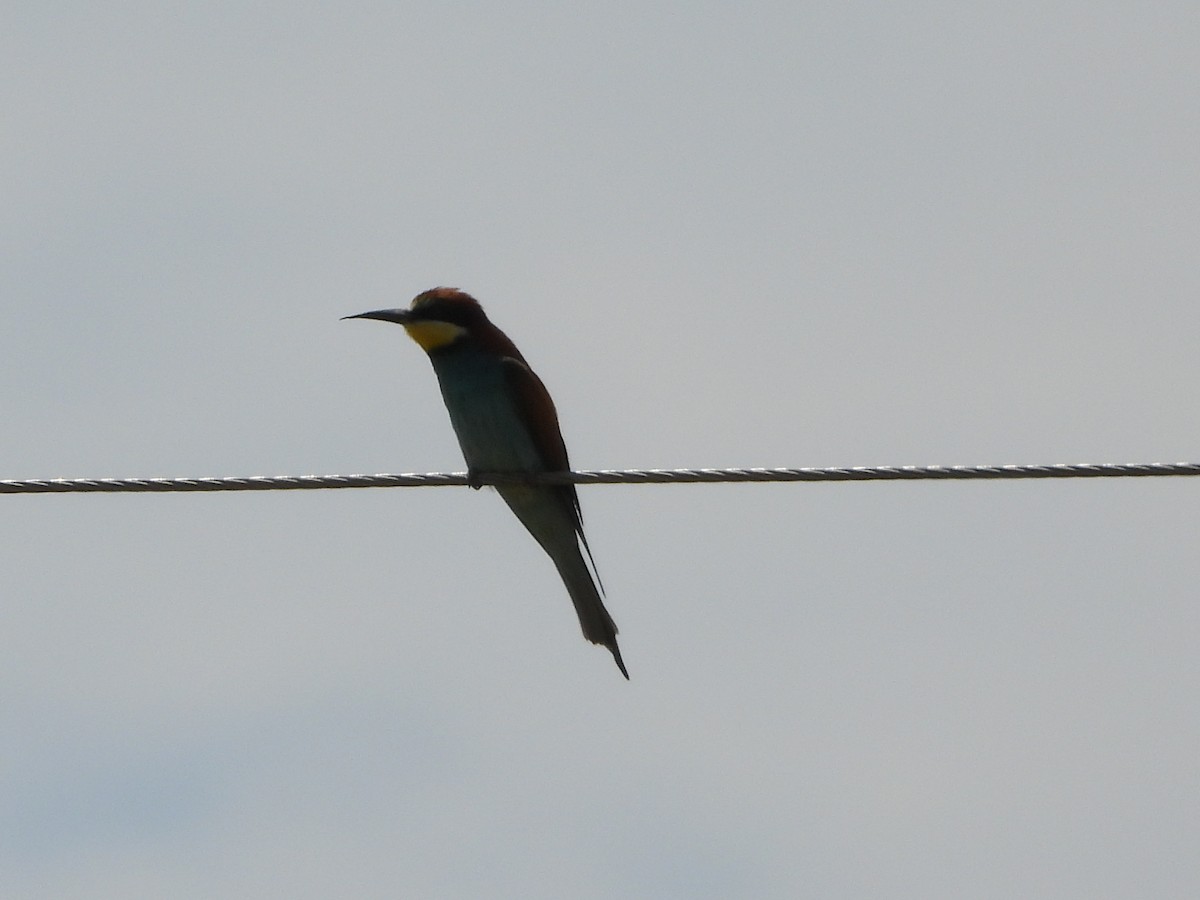 European Bee-eater - ML619495086