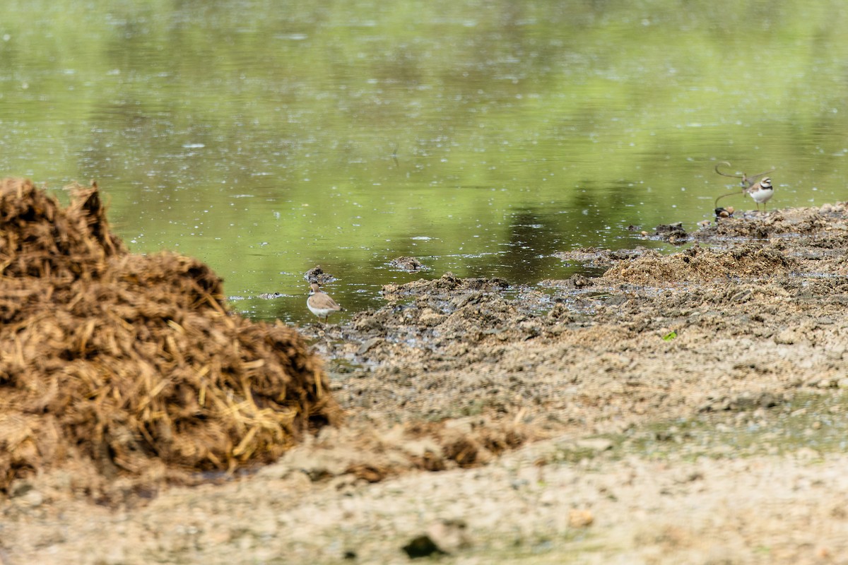 Little Ringed Plover - Gabi Uhrova