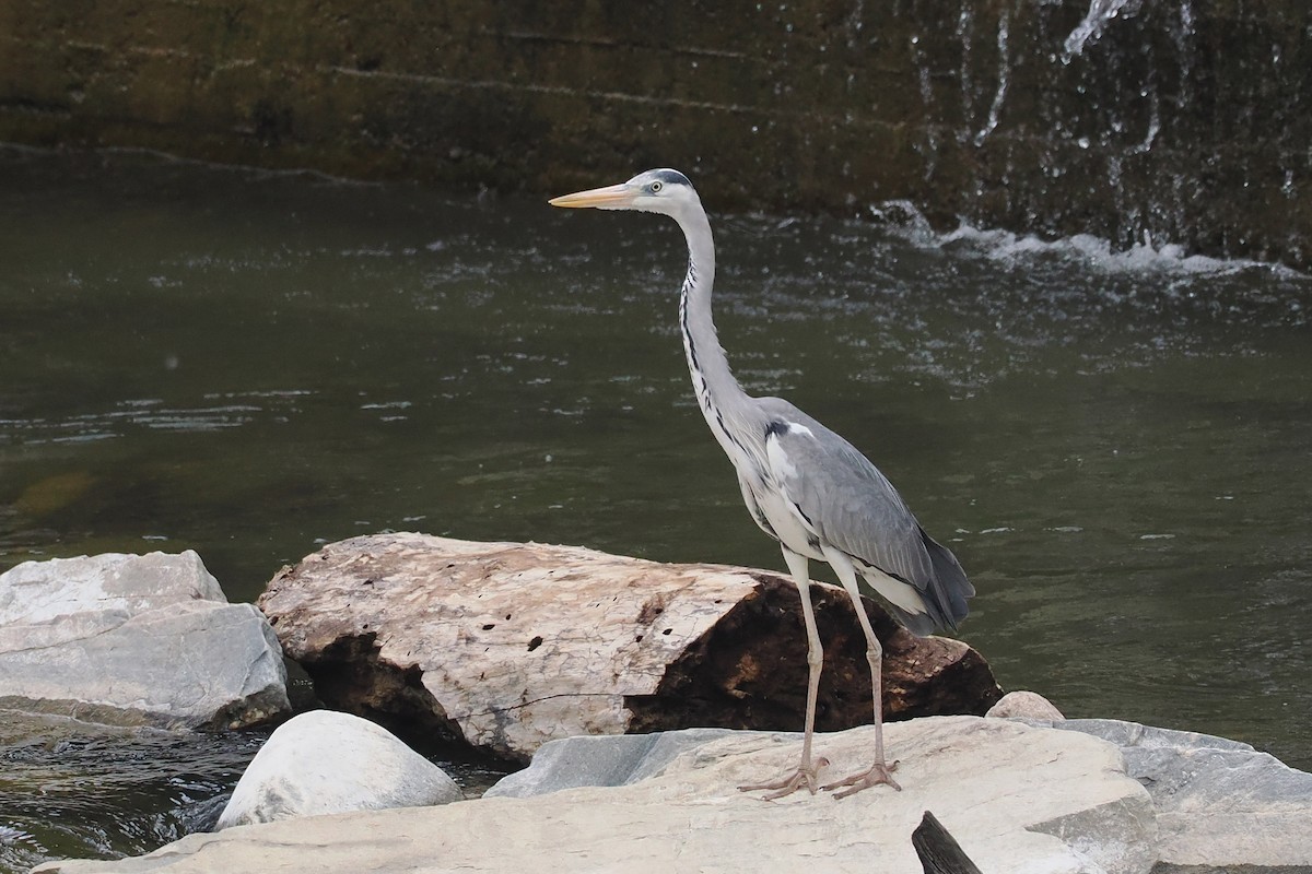 Gray Heron - Donna Pomeroy