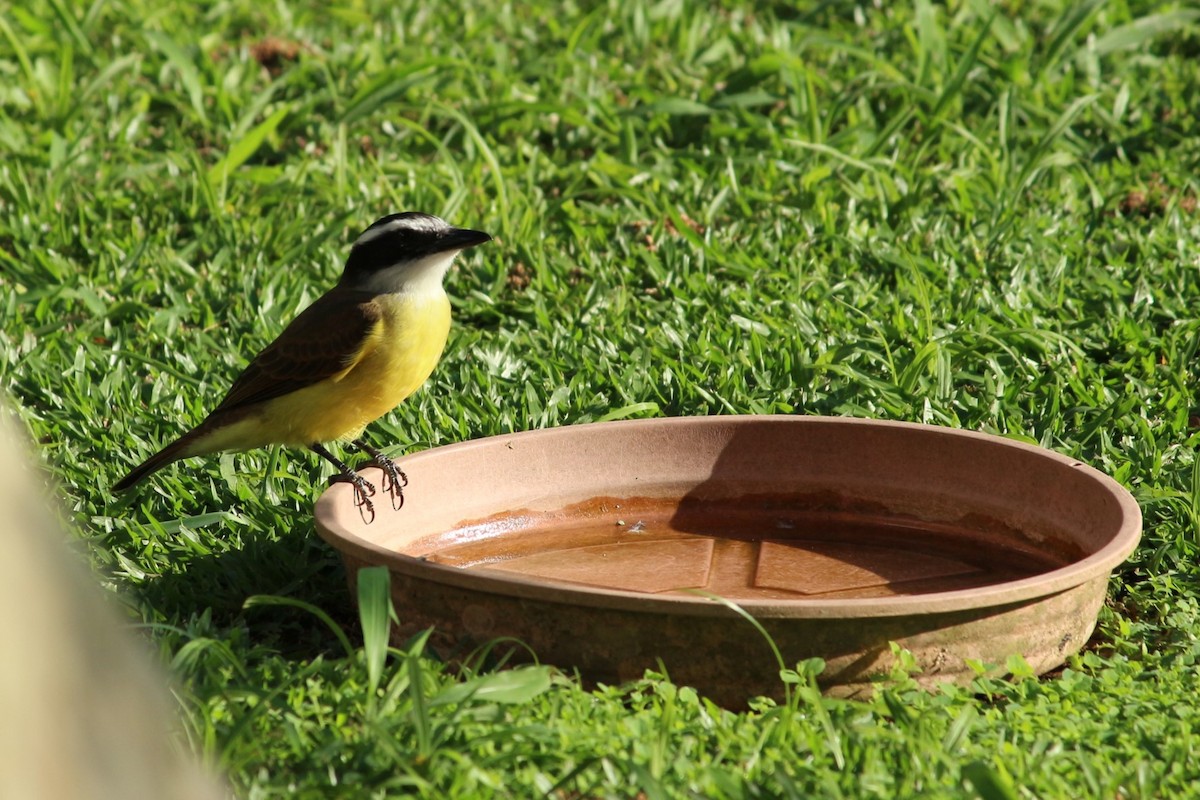 Great Kiskadee - M V