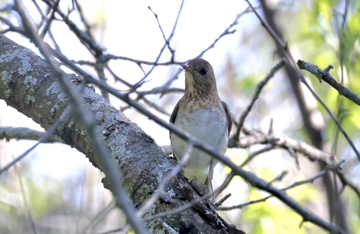 Veery - Anne Bielamowicz