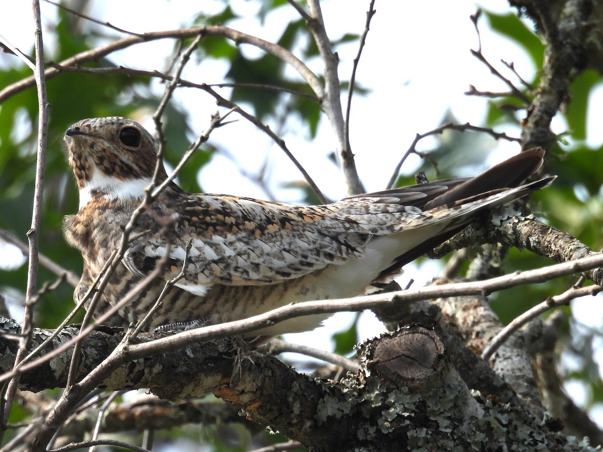 Common Nighthawk - Annelia Williams