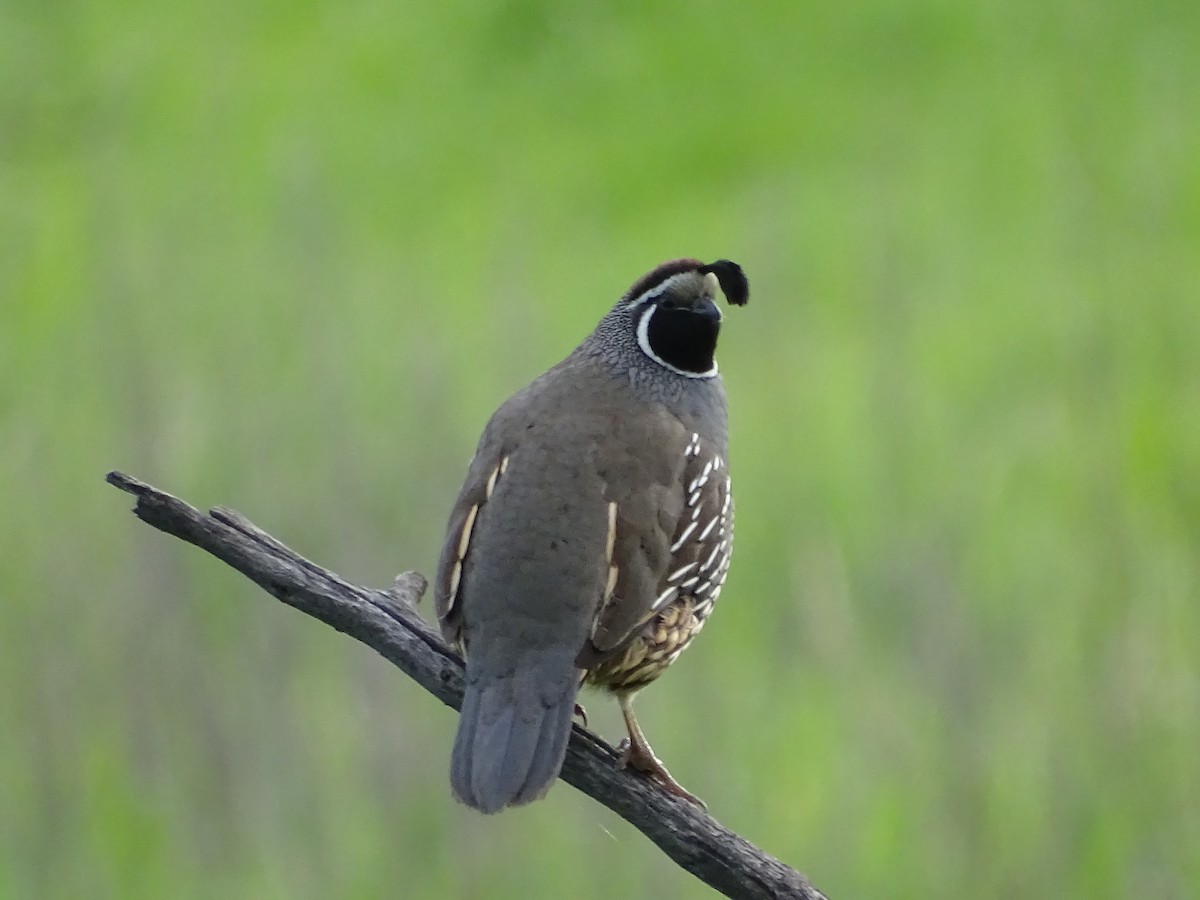 California Quail - Jim Walton