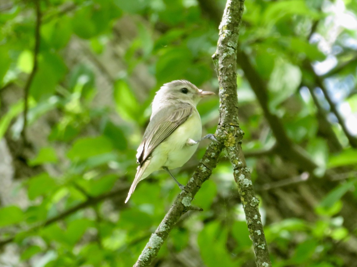 Warbling Vireo - Christine Cote