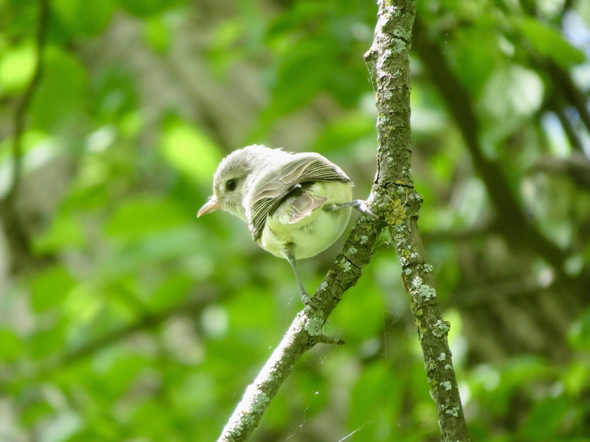 Warbling Vireo - Christine Cote