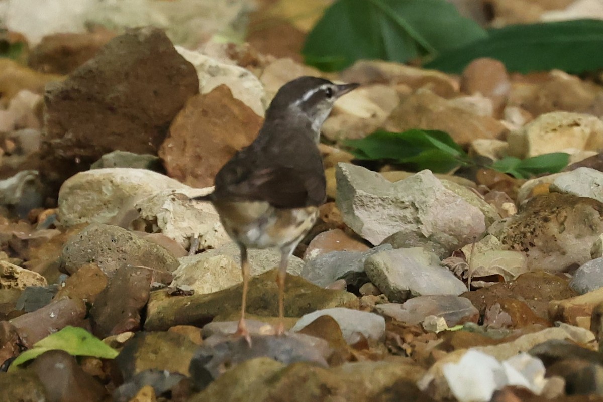 Louisiana Waterthrush - Duane Yarbrough