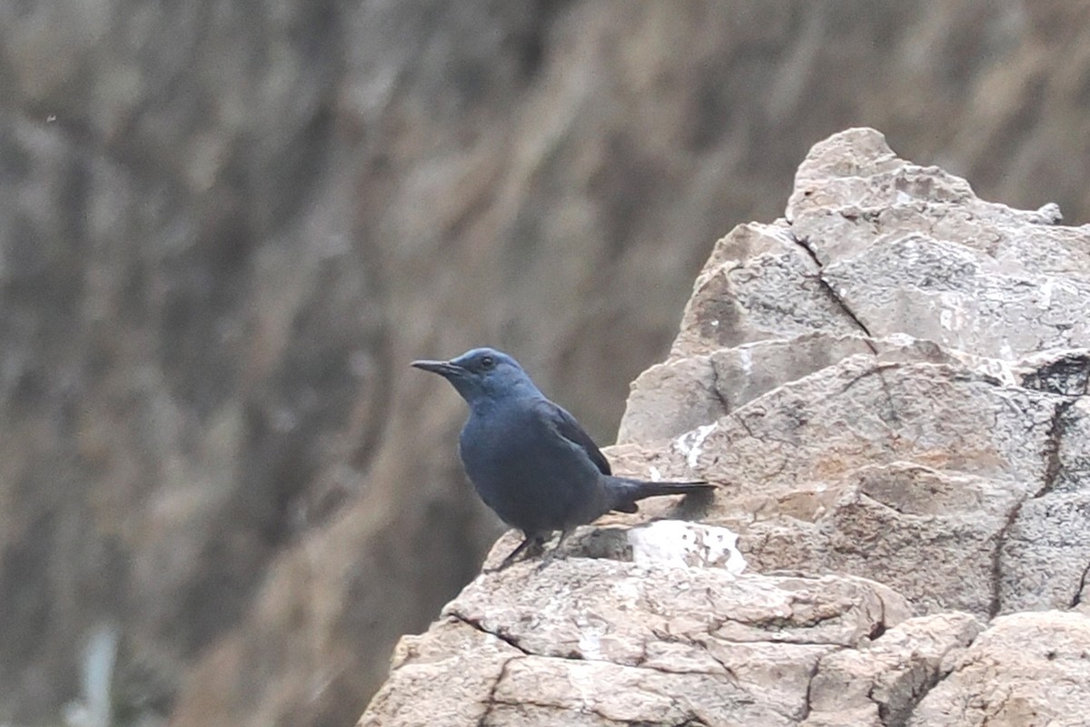 Blue Rock-Thrush - Donna Pomeroy