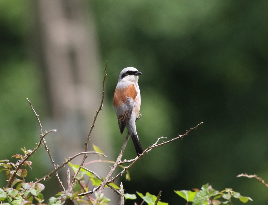 Red-backed Shrike - Ricardo Hevia