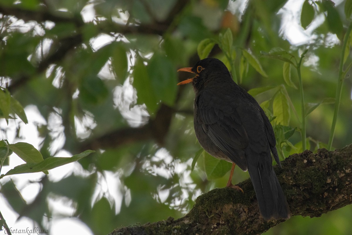 Indian Blackbird - Chetan Kalkura