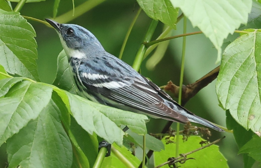 Cerulean Warbler - Duane Yarbrough